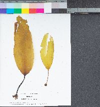 Laminaria setchellii image