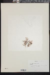 Image of Polysiphonia subtilissima