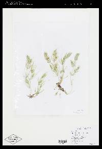Chara longifolia image