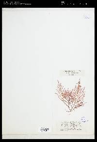 Laurencia dasyphylla image