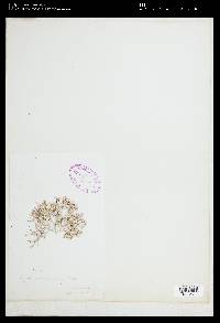 Liagora galaxauroides image