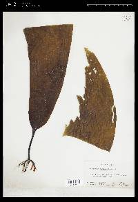 Laminaria farlowii image