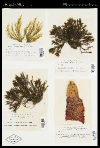 Leathesia novae-zelandiae image