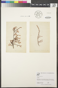 Laurencia glomerata image