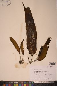 Laminaria longipes image