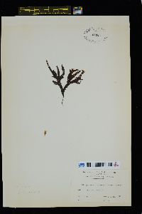 Image of Dictyopteris divaricata