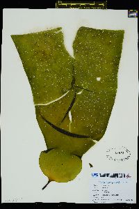Laminaria yezoensis image