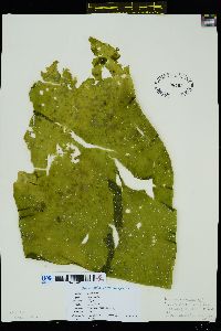 Laminaria yezoensis image