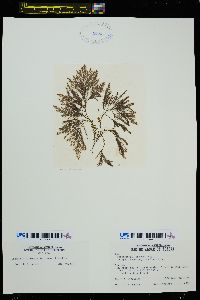 Leathesia marina image
