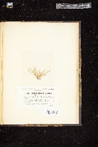 Laurencia obtusa var. gracilis image
