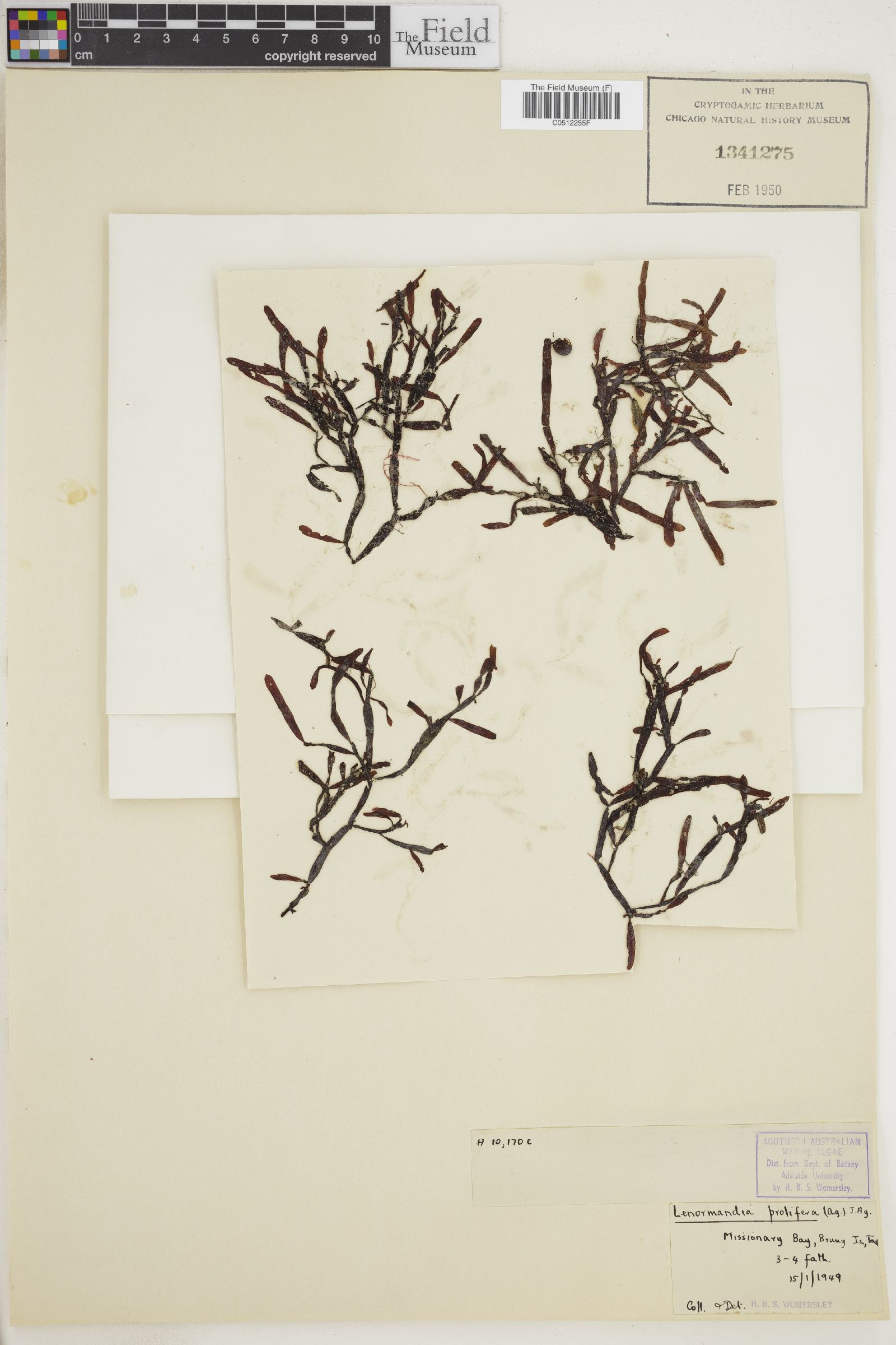 Epiglossum proliferum image