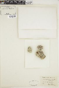 Image of Lithothamnion fruticulosum
