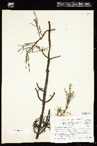 Desmarestia menziesii image