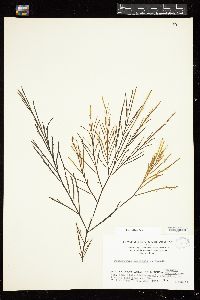 Desmarestia menziesii image