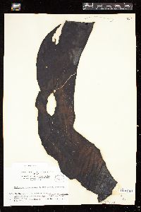 Himantothallus grandifolius image