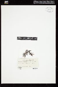 Laurencia papillosa var. pacifica image