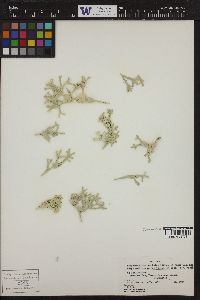 Mesophyllum conchatum image