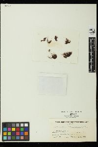 Polysiphonia scopulorum var. villum image