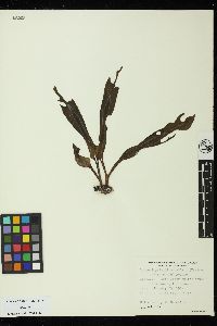 Lessoniopsis littoralis image
