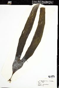 Laminaria digitata image