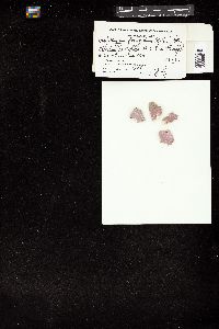 Leptophytum foecundum image
