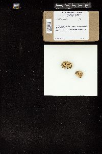Spongites hyperella image