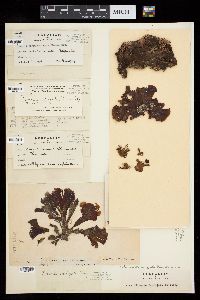 Lobophora variegata image