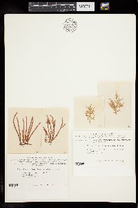 Champia affinis image