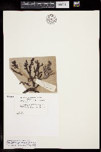 Image of Epiglossum smithiae