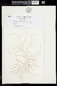 Image of Ganonema vermiculare