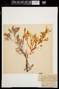 Laurencia filiformis image