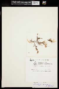 Laurencia dendroidea image