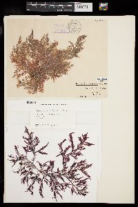Laurencia dendroidea image
