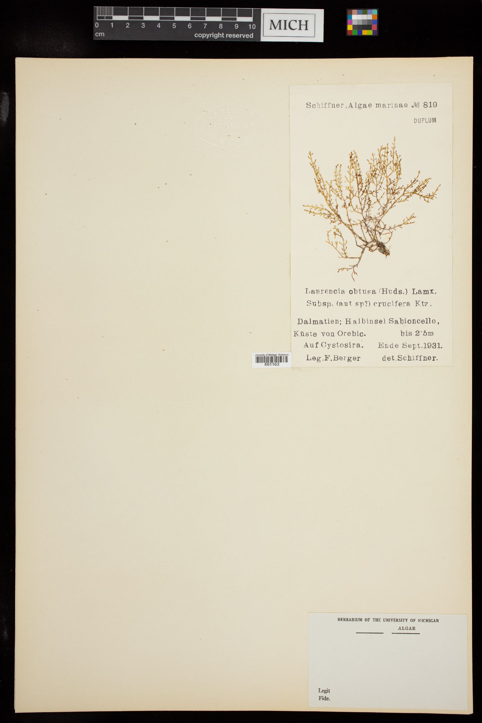 Laurencia obtusa subsp. crucifera image