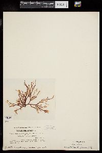 Leptocladia binghamiae image