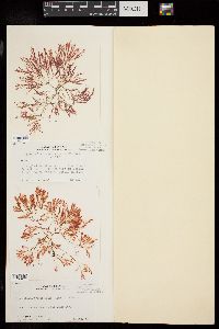 Lophocladia trichoclados image