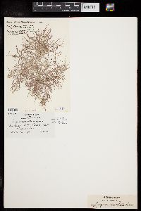 Trichogloeopsis pedicellata image