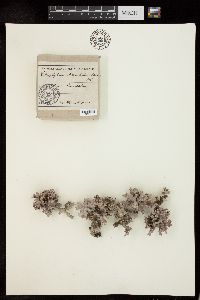 Lithophyllum fasciculatum image