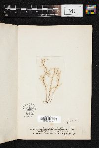 Licmophora gracilis image