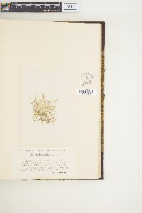 Lyngbya gracilis image