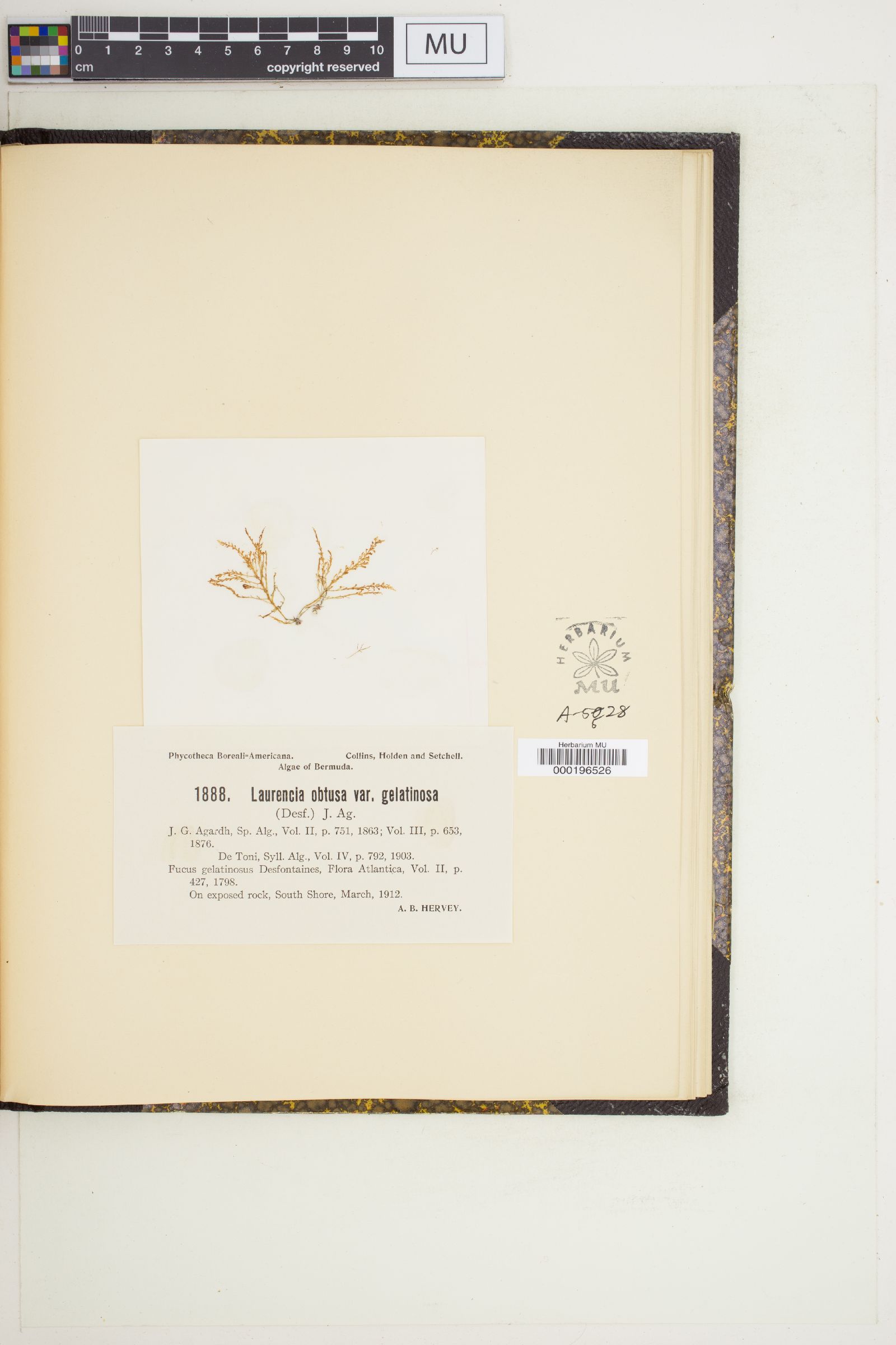 Laurencia obtusa var. gracilis image