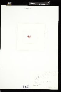 Portieria japonica image