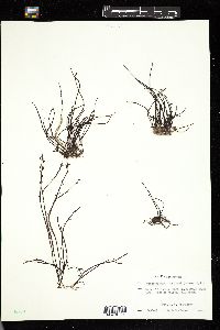 Neogastroclonium subarticulatum image