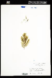 Image of Desmarestia viridis
