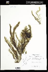 Desmarestia viridis image