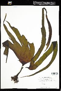 Laminaria digitata image