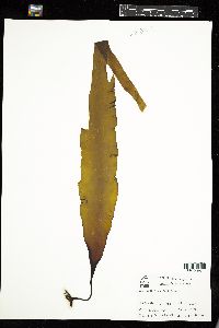 Laminaria saccharina image