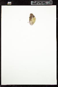 Phymatolithon lenormandii image
