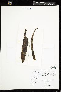 Laminariocolax tomentosoides image