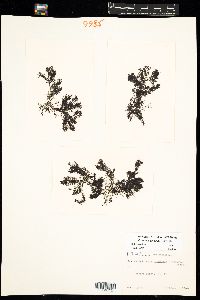 Polysiphonia stricta image